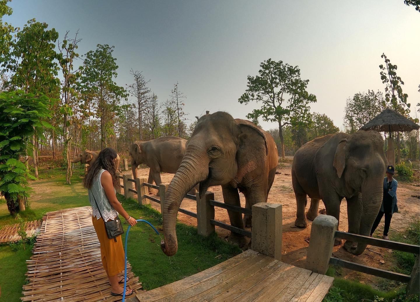GREET & FEED TOUR FROM 800 BAHT | Maerim Elephant Sanctuary